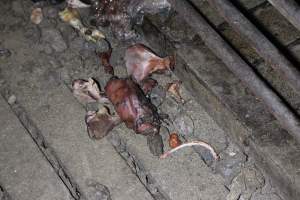 Cannibalised pig rotting away - Australian pig farming - Captured at Light Piggery, Lower Light SA Australia.