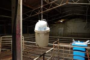 Bucket of pork stork catheters - Australian pig farming - Captured at Yelmah Piggery, Magdala SA Australia.