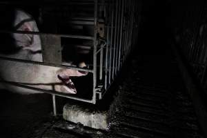 Sow in sow stall - Australian pig farming - Captured at CEFN Breeding Unit #2, Leyburn QLD Australia.