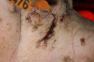 Sow with bloody gash under eye - Australian pig farming - Captured at Finniss Park Piggery, Mannum SA Australia.