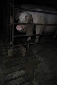 Sow in sow stall - Australian pig farming - Captured at CEFN Breeding Unit #2, Leyburn QLD Australia.