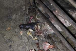 Cannibalised pig rotting away - Australian pig farming - Captured at Light Piggery, Lower Light SA Australia.