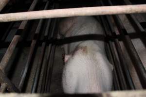 Sow with large side wounds in sow stall - Australian pig farming - Captured at Springview Piggery, Gooloogong NSW Australia.