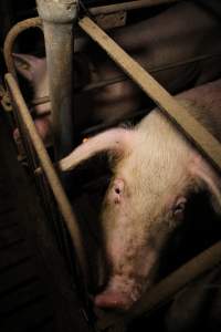 Sow stalls - Australian pig farming - Captured at CEFN Breeding Unit #2, Leyburn QLD Australia.