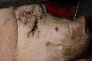 Sow with bloody gash under eye - Australian pig farming - Captured at Finniss Park Piggery, Mannum SA Australia.
