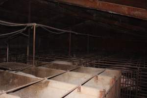 Sow stall shed - Australian pig farming - Captured at Springview Piggery, Gooloogong NSW Australia.