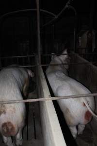 Boars in boar stalls - Australian pig farming - Captured at Springview Piggery, Gooloogong NSW Australia.