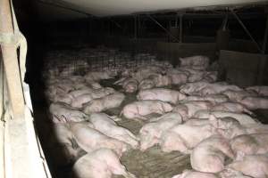 Grower pigs - Australian pig farming - Captured at Deni Piggery, Deniliquin NSW Australia.