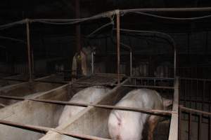 Sow stalls at Springview Piggery NSW - Australian pig farming - Captured at Springview Piggery, Gooloogong NSW Australia.
