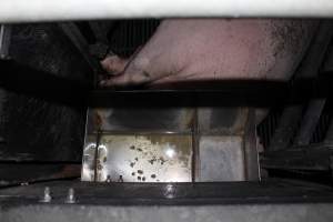 Sow's head under feed tray - Australian pig farming - Captured at Selko Piggery, Narrandera NSW Australia.