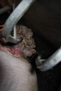 Stillborn piglets - Australian pig farming - Captured at CEFN Breeding Unit #2, Leyburn QLD Australia.