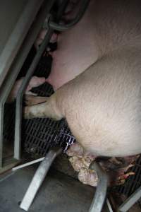 Stillborn piglets - Australian pig farming - Captured at CEFN Breeding Unit #2, Leyburn QLD Australia.