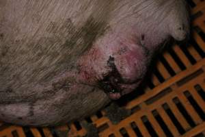 Bloody injury or prolapse - Australian pig farming - Captured at Wasleys Piggery, Pinkerton Plains SA Australia.
