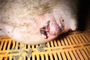 Bloody injury or prolapse - Australian pig farming - Captured at Wasleys Piggery, Pinkerton Plains SA Australia.