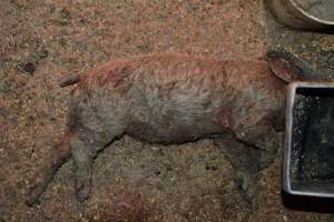 Dead piglet with mange - Australian pig farming - Captured at Korunye Park Piggery, Korunye SA Australia.