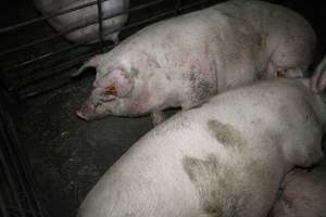 Group sow housing - Australian pig farming - Captured at CEFN Breeding Unit #2, Leyburn QLD Australia.