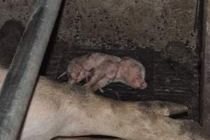 Dead piglet in farrowing crate - Australian pig farming - Captured at CEFN Breeding Unit #2, Leyburn QLD Australia.