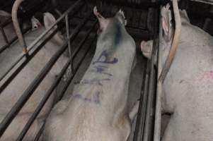Lame sow - 'Lame' spray-painted on sow in sow stall with pig marker spray, indicating that she is unable to walk properly - Captured at CEFN Breeding Unit #2, Leyburn QLD Australia.