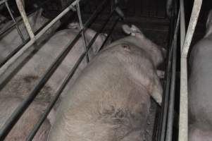 Sow with pressure sore - Australian pig farming - Captured at CEFN Breeding Unit #2, Leyburn QLD Australia.