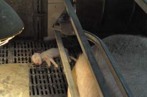 Dead piglet in farrowing crate - Australian pig farming - Captured at CEFN Breeding Unit #2, Leyburn QLD Australia.