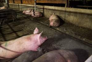 Group sow housing, living in excrement - Australian pig farming - Captured at Yelmah Piggery, Magdala SA Australia.