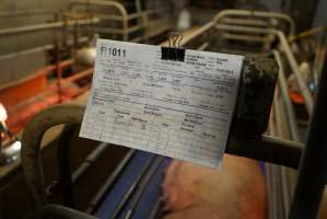 Farrowing record - Australian pig farming - Captured at Yelmah Piggery, Magdala SA Australia.