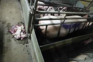 Dead piglets in aisle - Australian pig farming - Captured at Nambeelup Piggery, Nambeelup WA Australia.