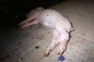 Dead piglet in aisle - Australian pig farming - Captured at Girgarre Piggery, Kyabram VIC Australia.