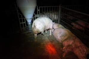 Sow with injured leg in group housing - Australian pig farming - Captured at Yelmah Piggery, Magdala SA Australia.