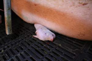 Piglet crushed by mother - Australian pig farming - Captured at Sheaoak Piggery, Shea-Oak Log SA Australia.
