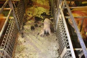 Piglet with throat cut open - Australian pig farming - Captured at St Arnaud Piggery Units 2 & 3, St Arnaud VIC Australia.