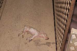 Dead piglet in walkway - Australian pig farming - Captured at Willawa Piggery, Grong Grong NSW Australia.