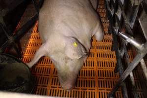 Farrowing crates at Huntly Piggery NSW - Australian pig farming - Captured at Huntly Piggery, Huntly North VIC Australia.