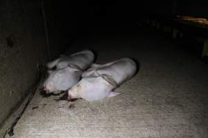 Dead piglets - Australian pig farming - Captured at Sheaoak Piggery, Shea-Oak Log SA Australia.