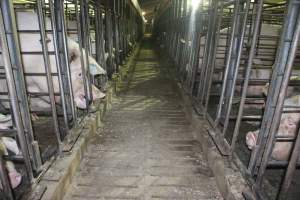 Looking down aisle of sow stall shed - Australian pig farming - Captured at Grong Grong Piggery, Grong Grong NSW Australia.
