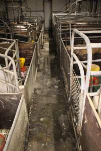Farrowing crate aisle - Australian pig farming - Captured at Dublin Piggery, Dublin SA Australia.