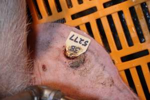 Bloody ear tag - Australian pig farming - Captured at Huntly Piggery, Huntly North VIC Australia.