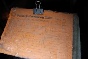 Farrowing card / record - Australian pig farming - Captured at Deni Piggery, Deniliquin NSW Australia.