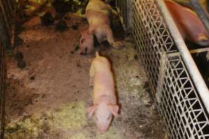 Piglet with throat cut open in aisle, loose piglet nearby - Australian pig farming - Captured at St Arnaud Piggery Units 2 & 3, St Arnaud VIC Australia.