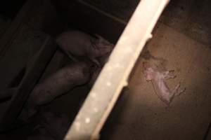 Dead piglet in walkway, growers beneath - Australian pig farming - Captured at Willawa Piggery, Grong Grong NSW Australia.
