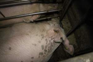 Sow stalls at Dublin Piggery SA - Australian pig farming - Captured at Dublin Piggery, Dublin SA Australia.