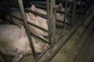 Sow stalls at Dublin Piggery SA - Australian pig farming - Captured at Dublin Piggery, Dublin SA Australia.