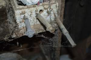 Syringes jabbed into styrofoam box - Australian pig farming - Captured at Korunye Park Piggery, Korunye SA Australia.