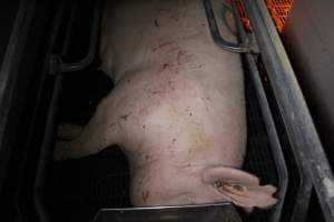 Sow with cuts and scratches - Australian pig farming - Captured at Sheaoak Piggery, Shea-Oak Log SA Australia.