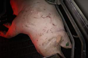 Sow with cuts and scratches - Australian pig farming - Captured at Sheaoak Piggery, Shea-Oak Log SA Australia.