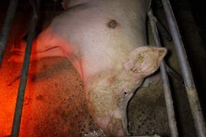 Sow with pressure sore - Australian pig farming - Captured at Finniss Park Piggery, Mannum SA Australia.