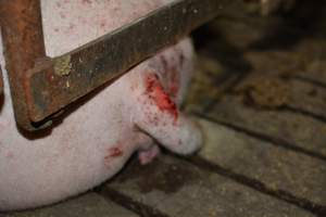 Sow in sow stall with tail wound - Australian pig farming - Captured at Korunye Park Piggery, Korunye SA Australia.