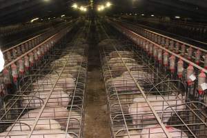 Wide view of huge sow stall shed from above - Australian pig farming - Captured at Grong Grong Piggery, Grong Grong NSW Australia.