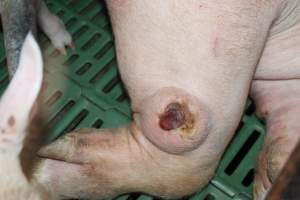 Sow with leg injury - Australian pig farming - Captured at Bungowannah Piggery, Bungowannah NSW Australia.
