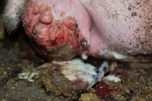 Sow in sow stall with prolapse - Australian pig farming - Captured at Korunye Park Piggery, Korunye SA Australia.